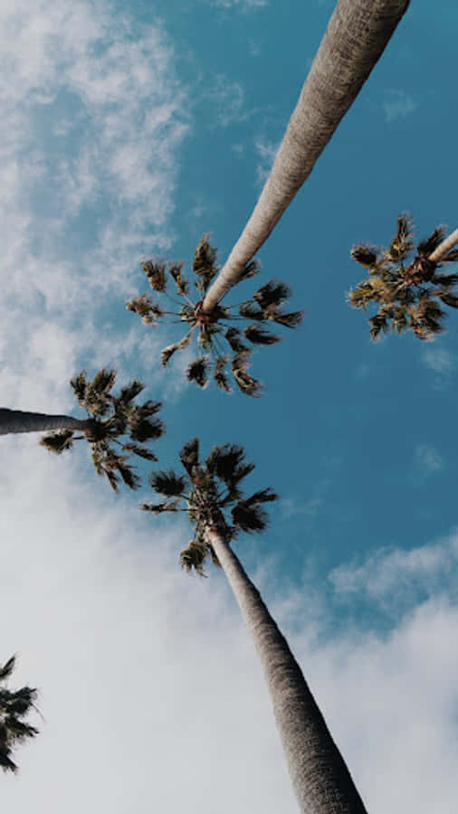 Summer_ Palm_ Sky_ View.jpg Wallpaper