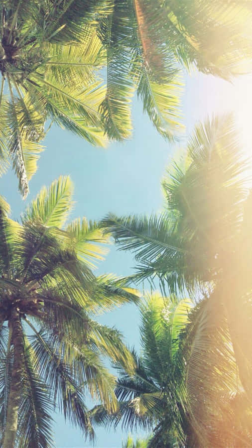 Summer Vibes Palm Tree Iphone Wallpaper