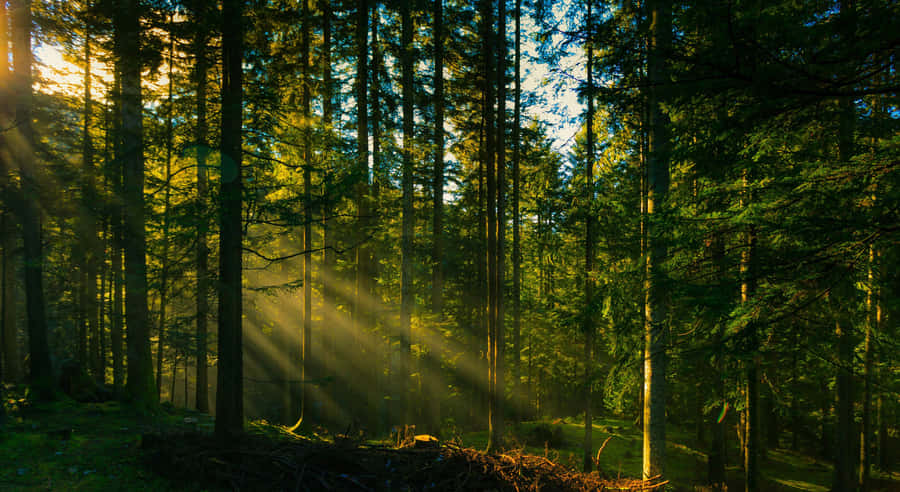 Sun Rays From Forest Desktop Wallpaper