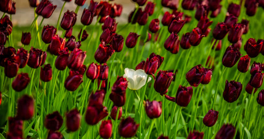 Sunbeams Over Blue Ocean Wallpaper