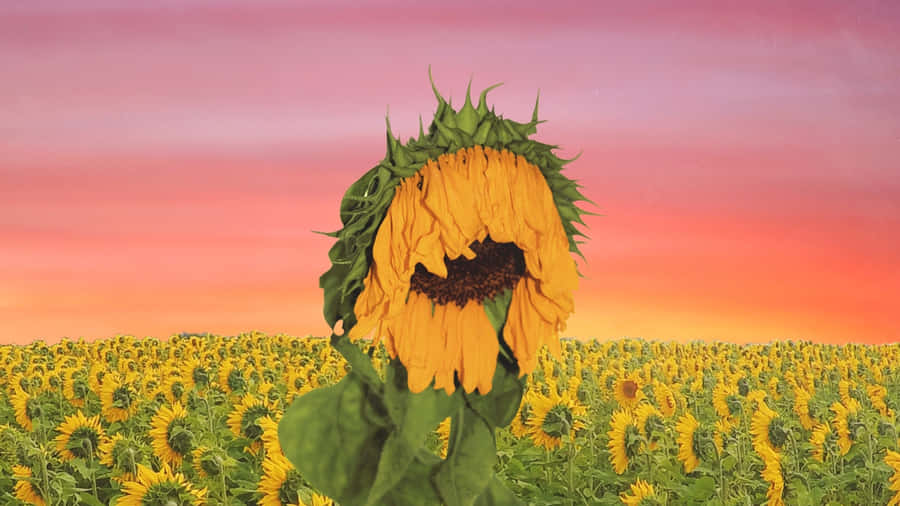 Sunflower Boy At Sunset Wallpaper