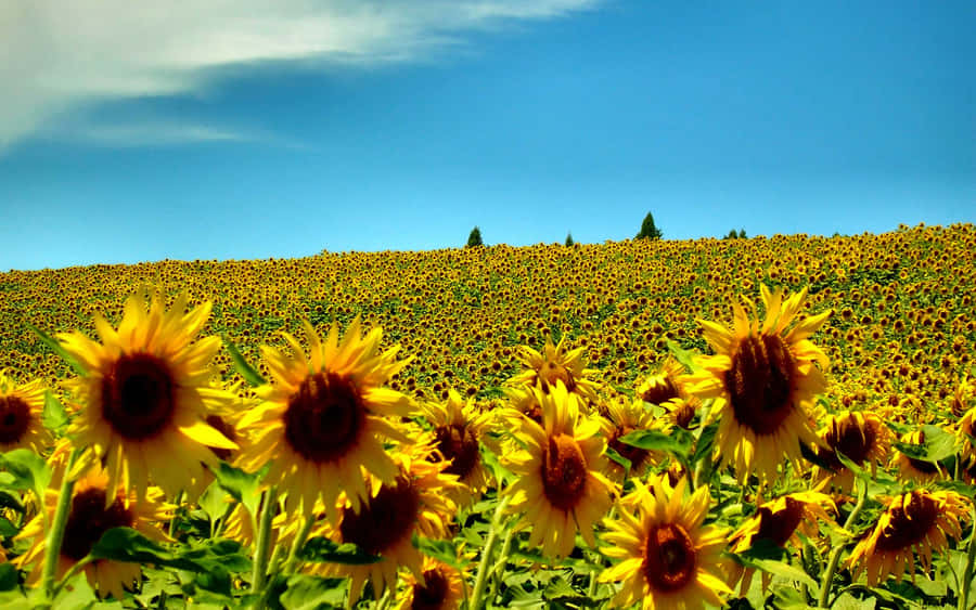 Sunflower Field New England Summer Wallpaper