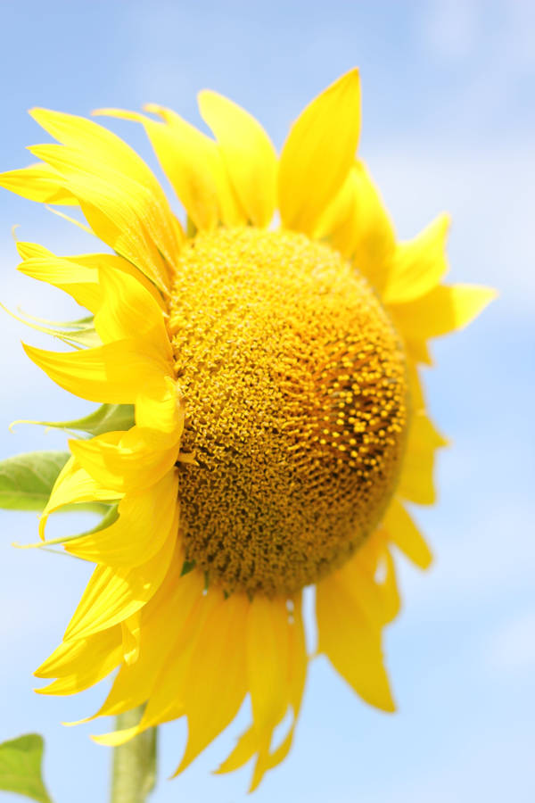 Sunflower Flower Android Wallpaper