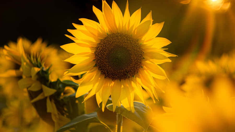 Sunflower In Golden Light Wallpaper