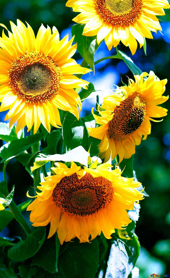 Sunflower Phone Under The Sun Wallpaper