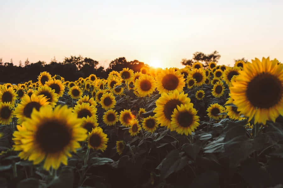 Sunflowers In Full Bloom Yellow Aesthetic Desktop Wallpaper