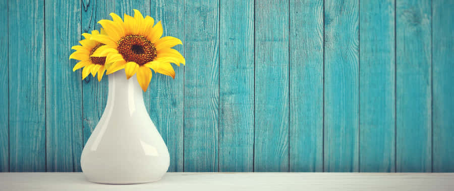 Sunflowersin White Vaseon Blue Background Wallpaper