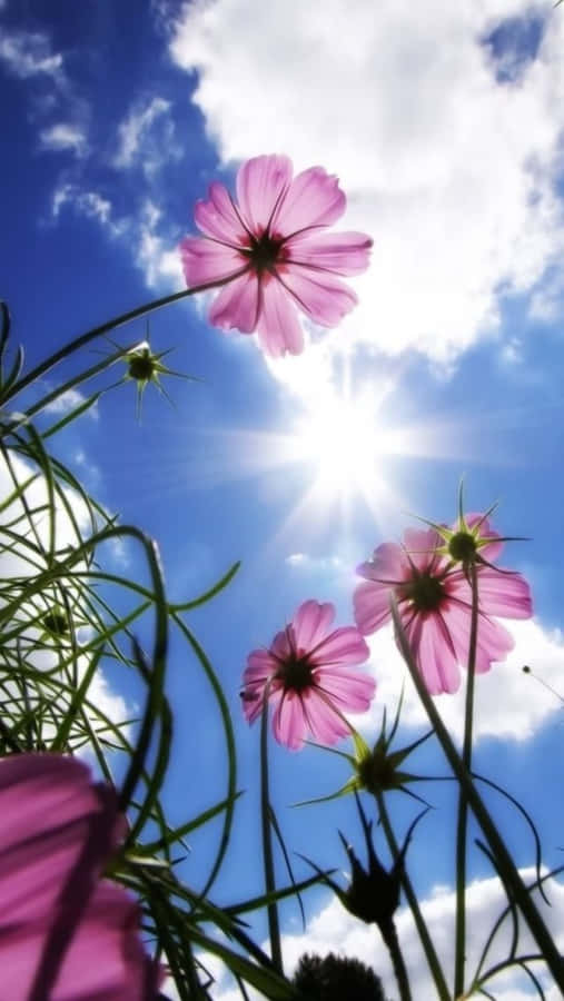 Sunlit Cosmos Beneath Blue Sky Wallpaper