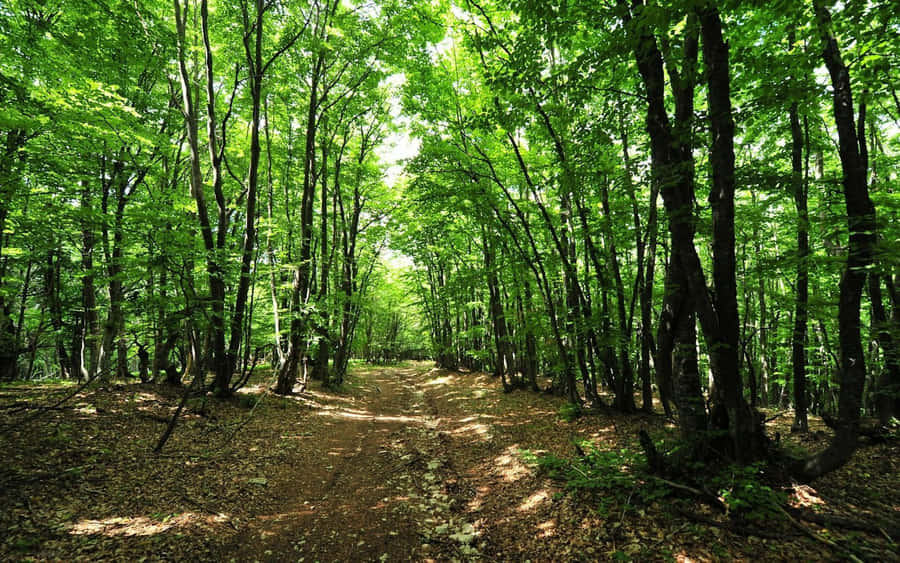 Sunlit Forest Path Wallpaper