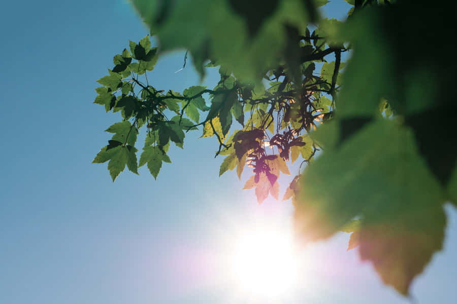Sunlit Leaves Against Blue Sky Wallpaper