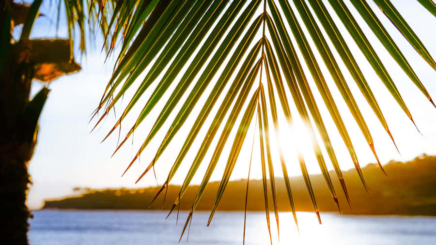 Sunlit Palm Leaf Closeup Wallpaper