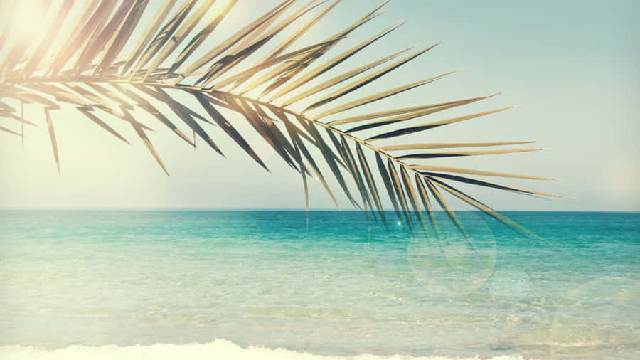 Sunlit Palm Leaf Over Ocean Wallpaper