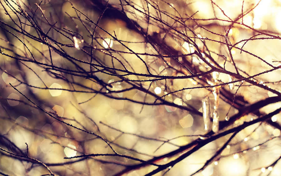 Sunlit Winter Branches Wallpaper