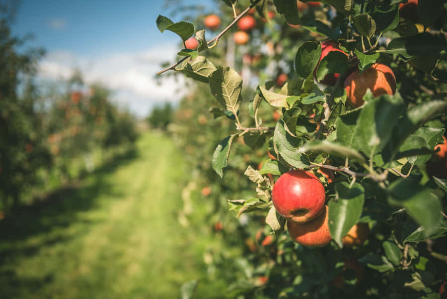 Sunny Apple Orchard Path Wallpaper