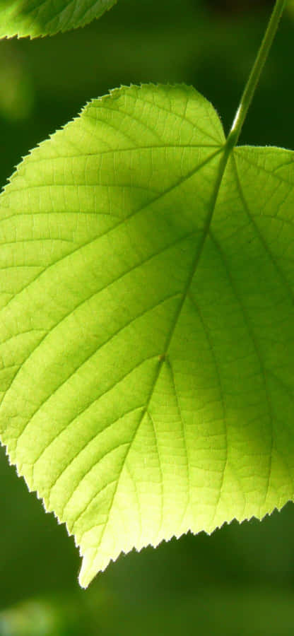 Sunny View Of San Francisco’s Hilly Skyline. Wallpaper