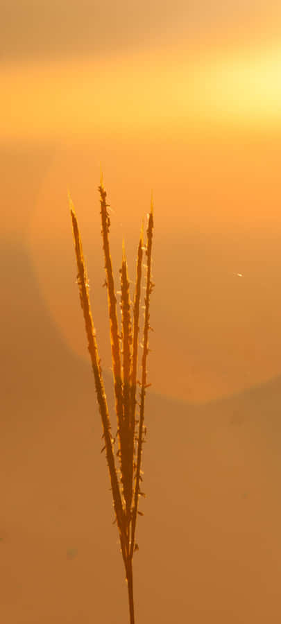 Sunrays Peeping Through The Mountains Wallpaper