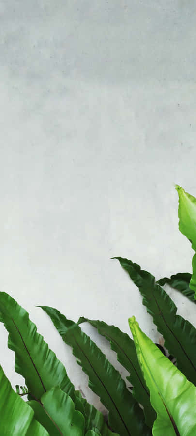 Sunrise And Blue Sky Over A Misty Mountain Range Wallpaper