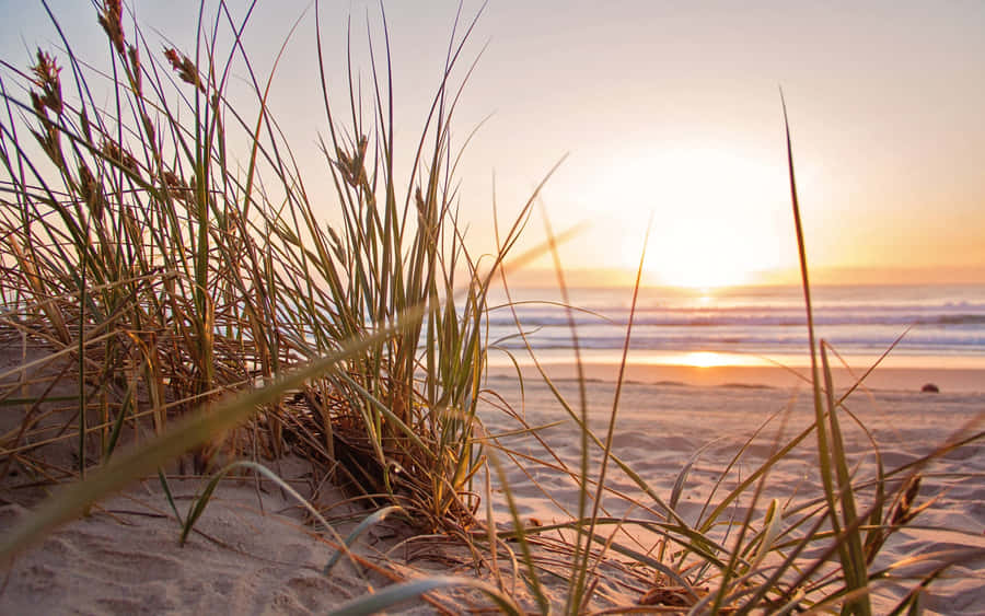 Sunrise Beach Dune Grasses Wallpaper