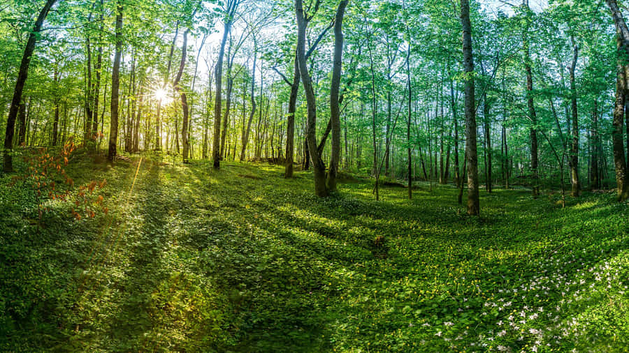 Sunrisein Green Forest Tonsberg Wallpaper