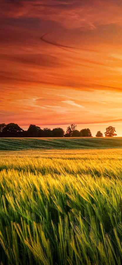 Sunset_ Amber_ Wheat_ Field Wallpaper