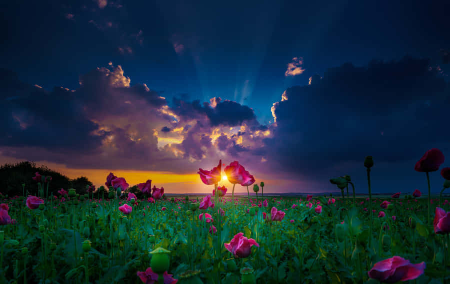 Sunset_ Amidst_ Poppies_ Landscape.jpg Wallpaper