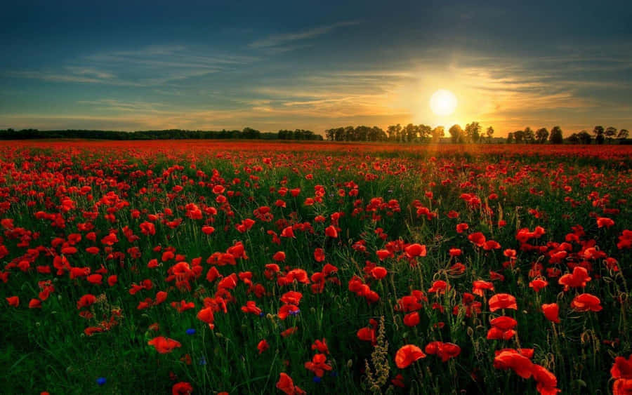 Sunset_ Amidst_ Red_ Poppies_ Field Wallpaper