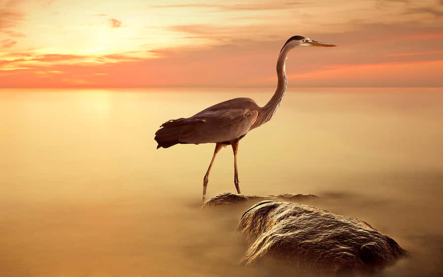 Sunset Heron Standingon Rock Wallpaper