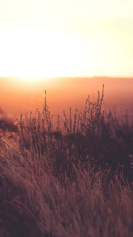 Sunset In The Fields Relaxing Iphone Wallpaper