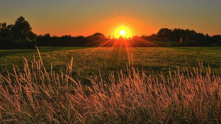 Sunset Over Golden Farmland Wallpaper