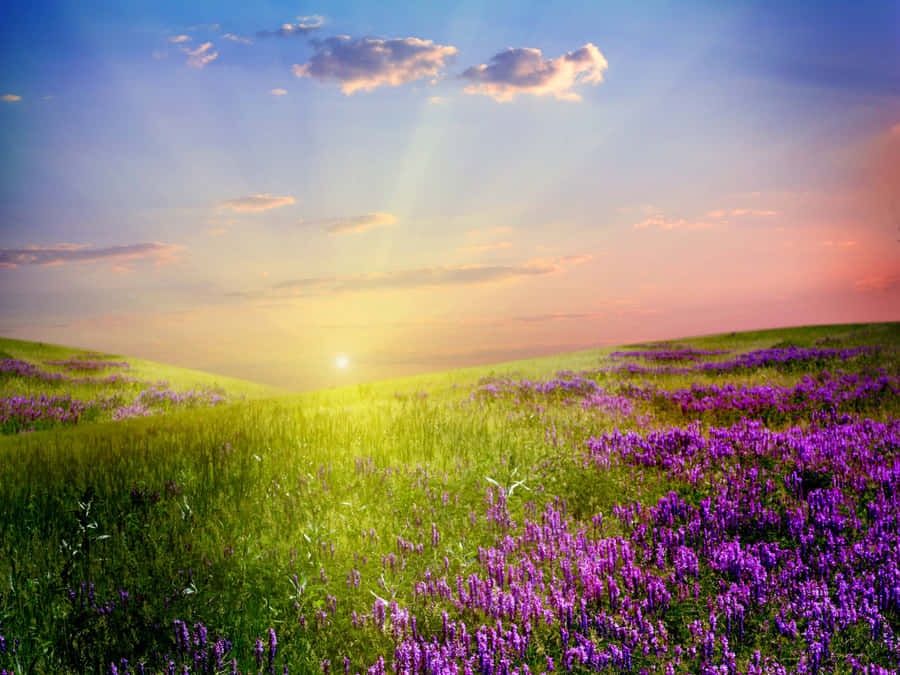 Sunset Over Lavender Field Wallpaper