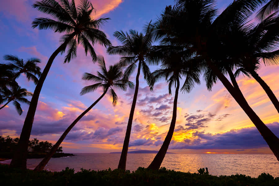 Sunset Vibe With Palm Tree Wallpaper