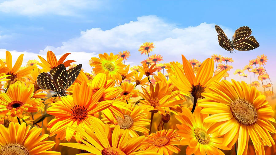Sunshine Butterflies Sunflowers Wallpaper