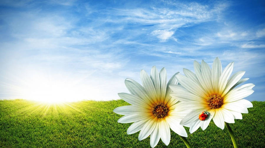 Sunshine Daisies Grass Wallpaper