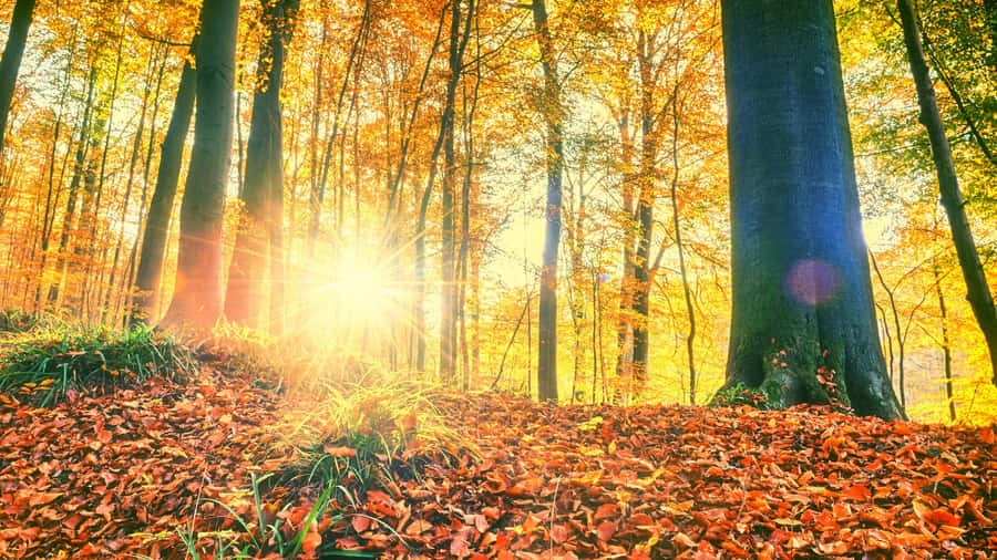 Sunshine Passing Through Trees Wallpaper
