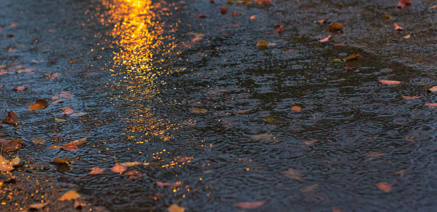 Surrounded By Nature Wallpaper