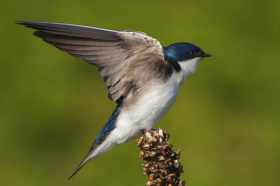 Swallow Bird Spreading Wings Wallpaper