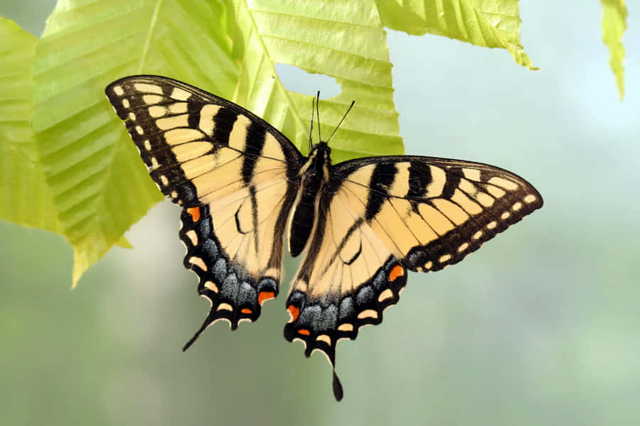 Swallowtail Butterflyon Green Leaf Wallpaper