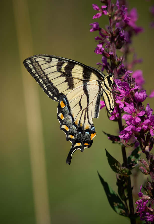 Swallowtail Butterflyon Purple Flowers Wallpaper