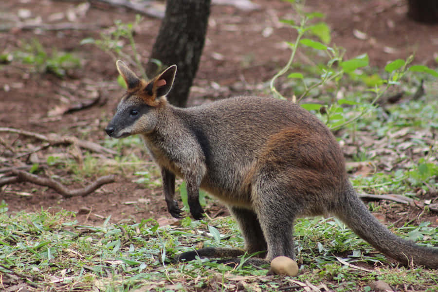 Swamp Wallabyin Natural Habitat.jpg Wallpaper