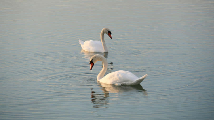 Swan Lake Ballet Inspiration Wallpaper