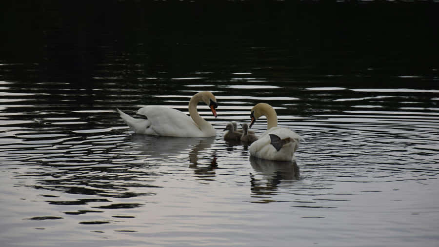 Swan Lake Ballet Inspiration Wallpaper
