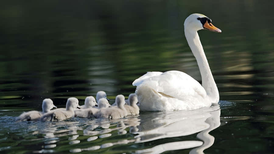 Swan Lake Family Scene Wallpaper