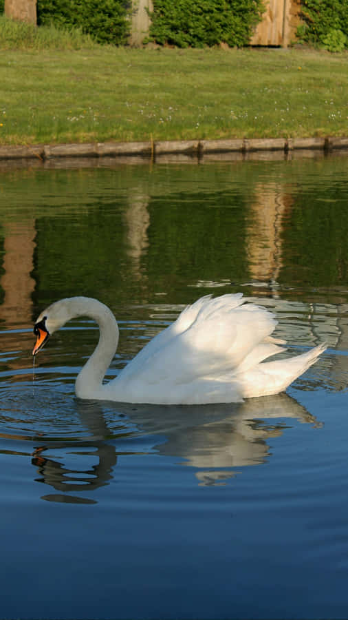 Swan Lake Graceful Swan Wallpaper