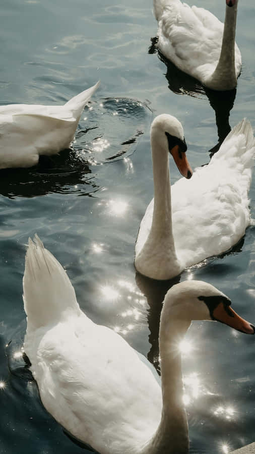 Swan Lake Graceful Swans Wallpaper