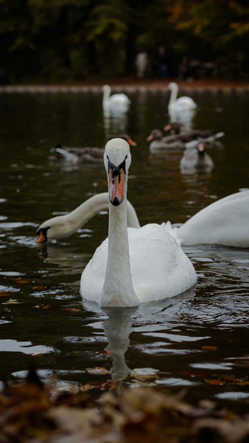 Swan Lake Inspiration Wallpaper