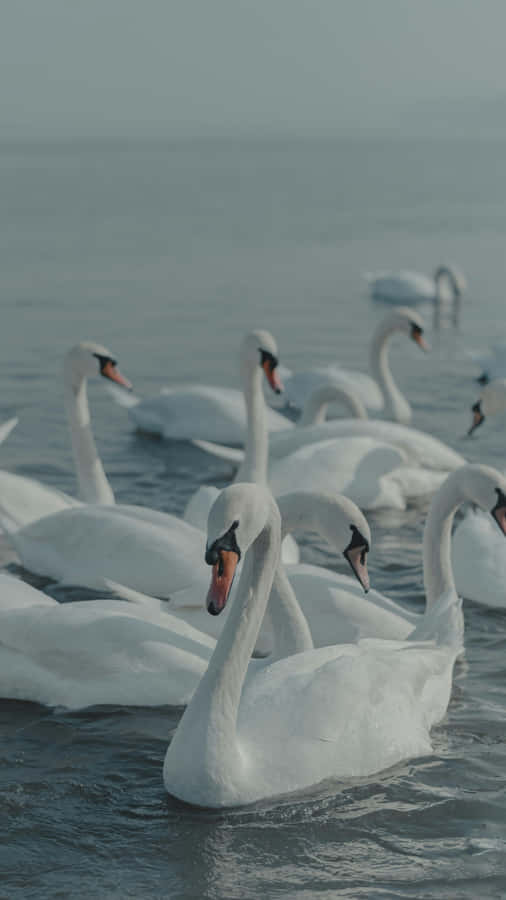 Swan Lake Inspiration Wallpaper