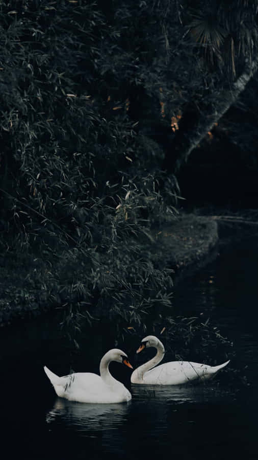 Swan Lake Romantic Scene Wallpaper