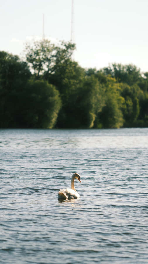Swan Lake Serenity Wallpaper