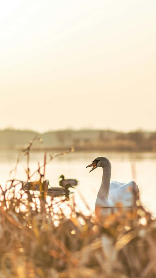 Swan Lake Serenity Wallpaper
