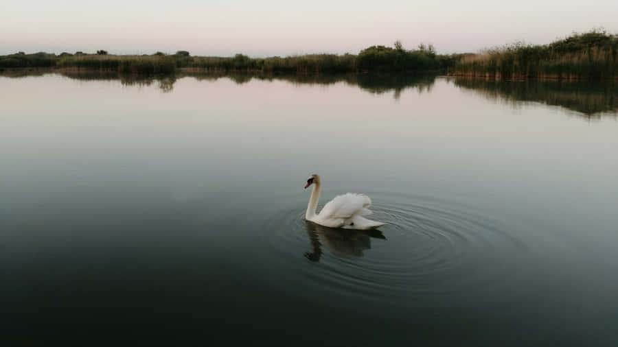 Swan Lake Serenity Wallpaper
